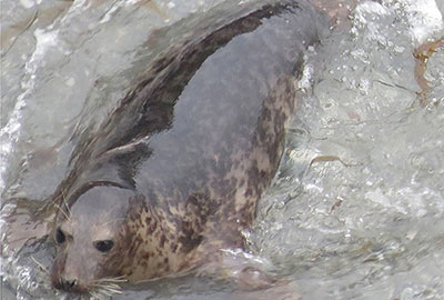 Olaf - Photo taken by Sue Sayer of the Cornwall Seal Group on 25th May 2015