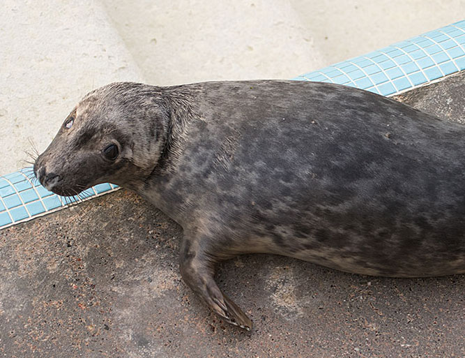 One Eye Jack a rescued grey seal pup from the 2015/16 season