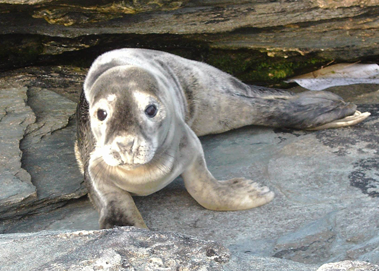 Seal Rescue - 15th September 2016