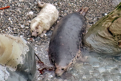 Orion - Photo Credit : Nichola and Joe Peters -  1st September 2024