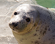 Otter