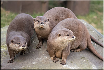 Otters