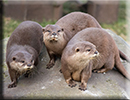 Otters