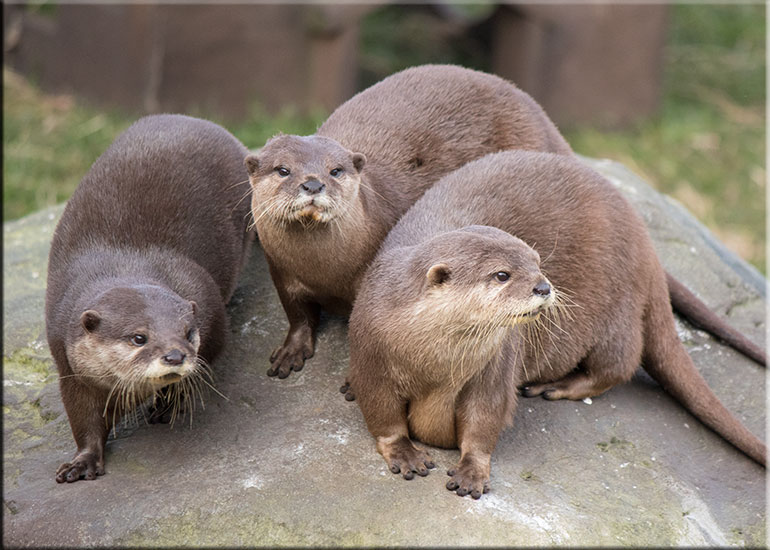 Otters - February 2016
