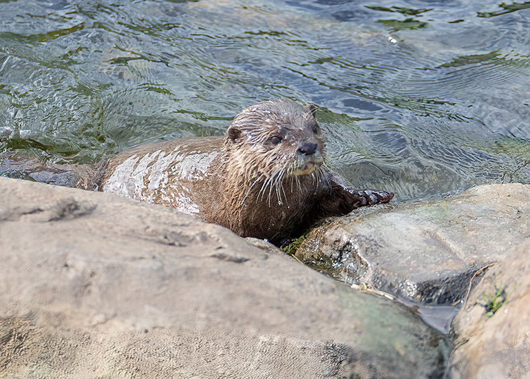 Twix and Summer - Otters