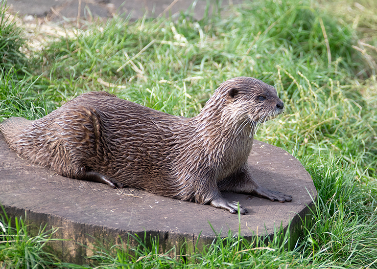 Twix and Summer - Otters
