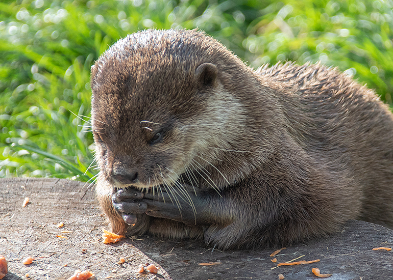 Twix and Summer - Otters
