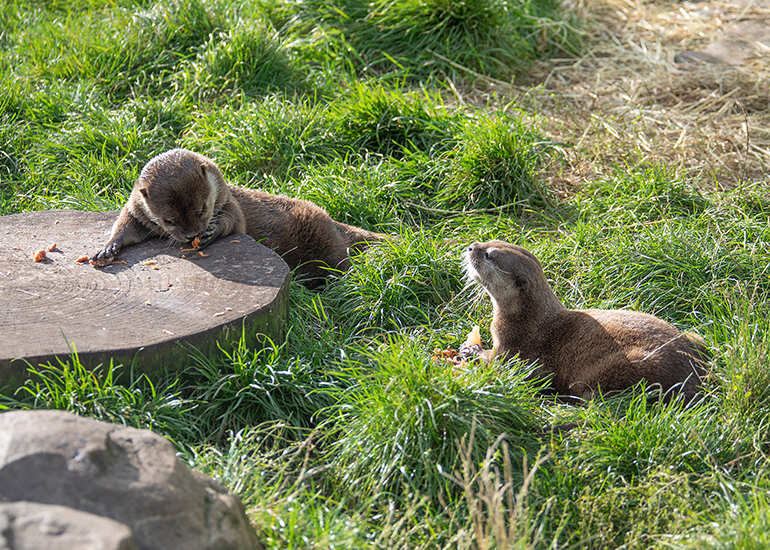 Twix and Summer - Otters