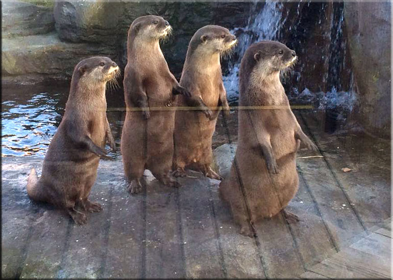 Resident Otters