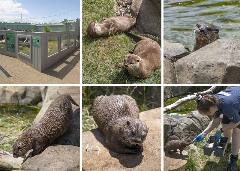 Summer and Twix new otter enclosure