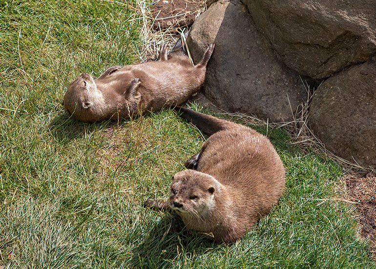 New Otter Enclosure