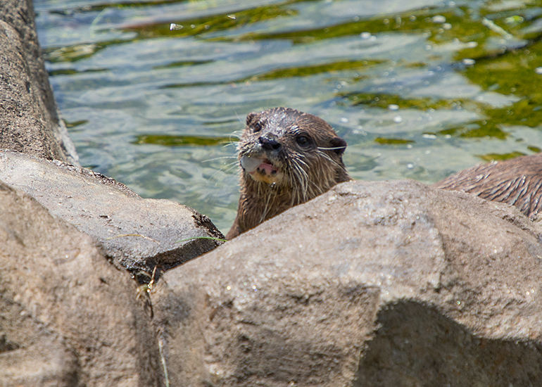 New Otter Enclosure