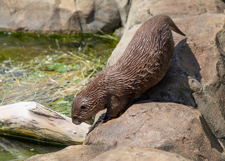 New Otter Enclosure