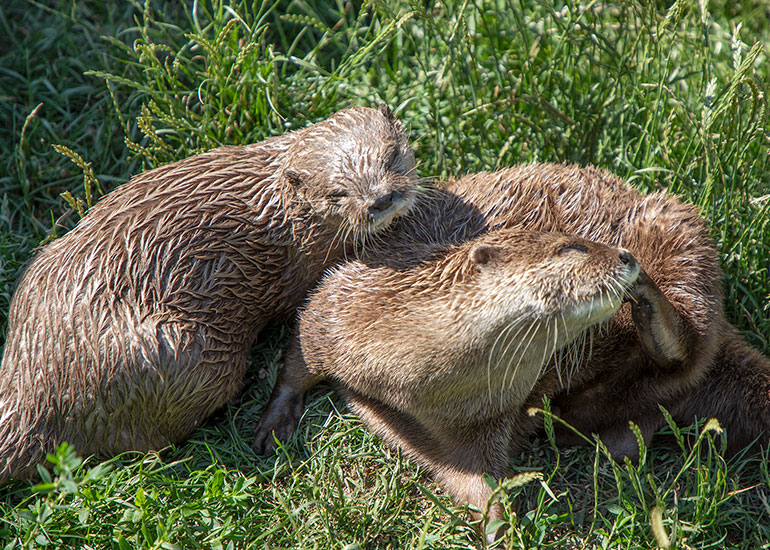 Otter Enclosure