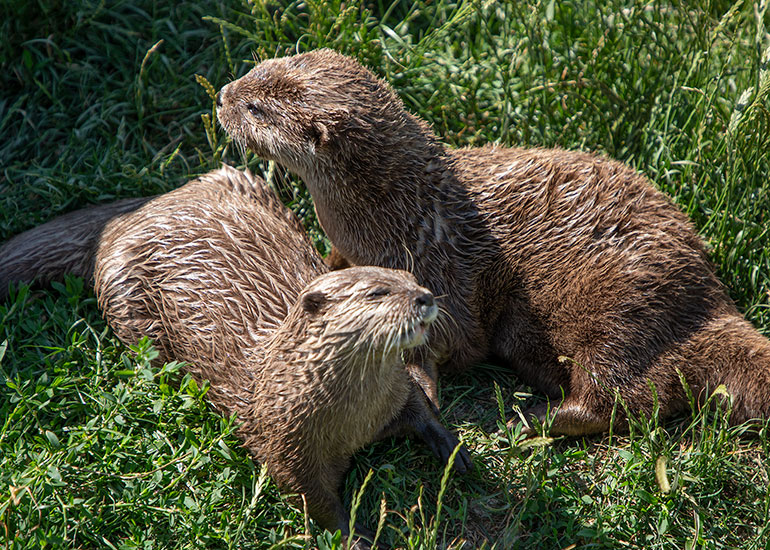 Otter Enclosure