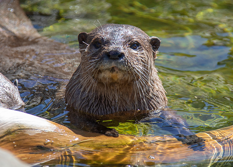 New Otter Enclosure