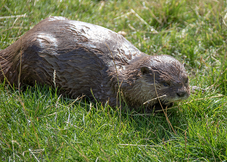 New Otter Enclosure