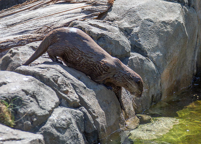 New Otter Enclosure