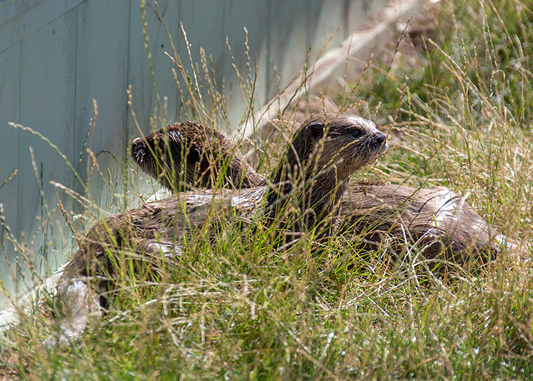 New Otter Enclosure