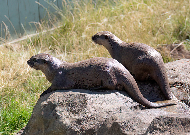 New Otter Enclosure