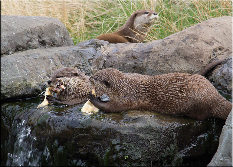 Resident Otters