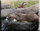 Otters