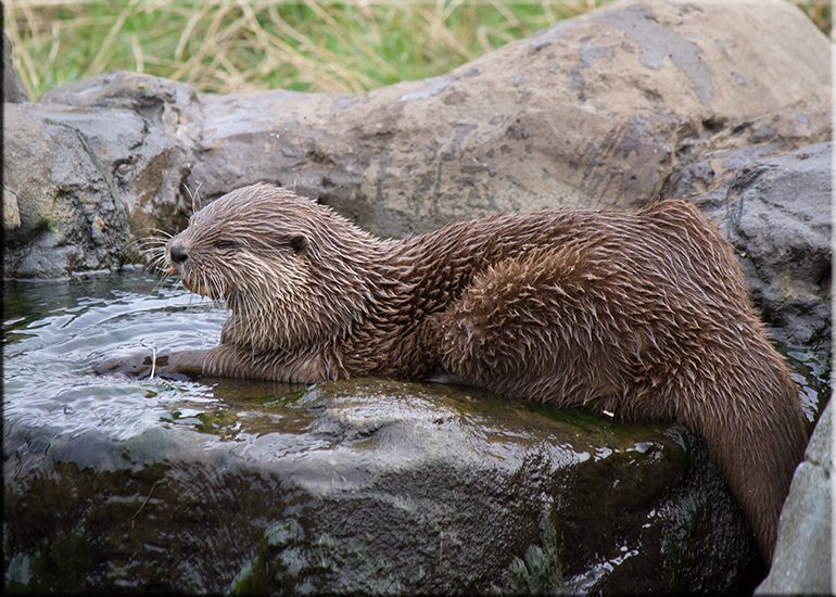 Resident Otters