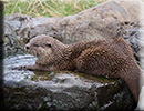 Otters