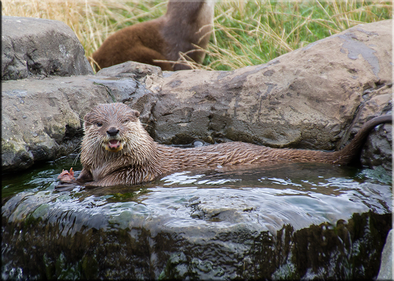 Resident Otters