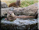 Otters