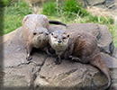 Otters - June 2022