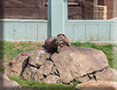 Otters - June 2022