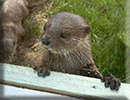 Otters - June 2022