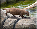 Otters - June 2022