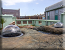 Otters - June 2022