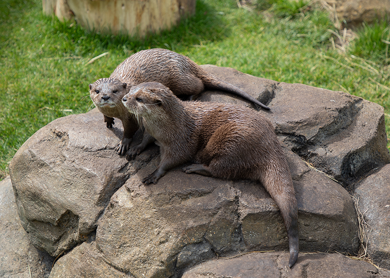 New Otter Enclosure