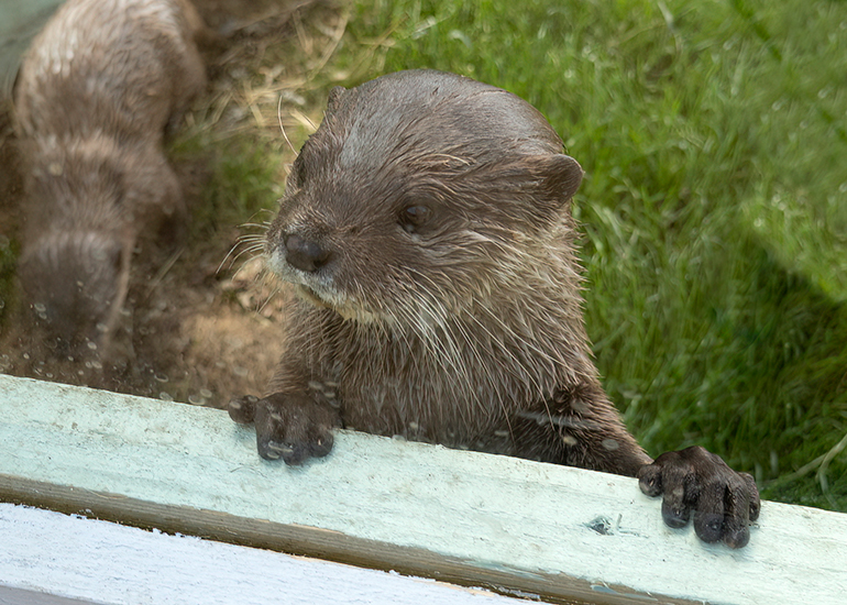 New Otter Enclosure