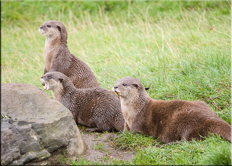 Resident Otters