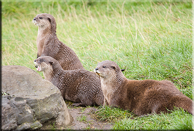 Otters