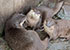 Summer and her sons Smarti and Twix