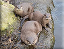 Otters - 11th March 2018
