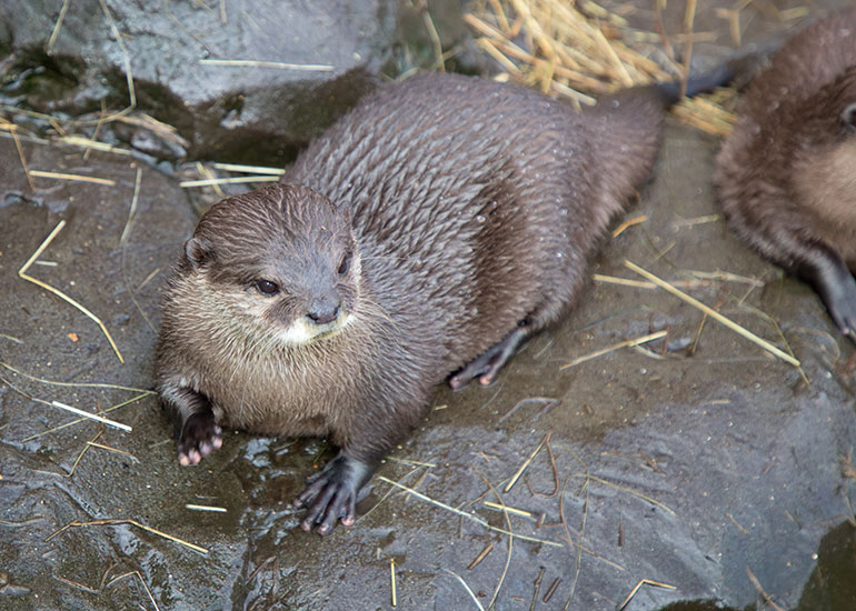 Asian Short-Clawed Otters