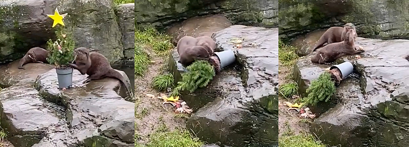 Summer and Twix, Asian Short-Clawed Otters, enjoying treats in their very own Christmas tree