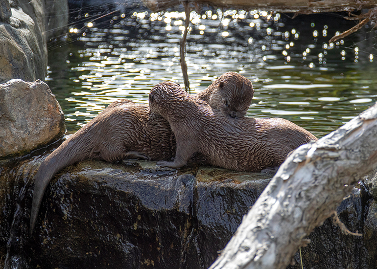 New Otter Enclosure