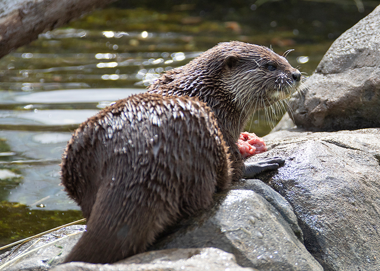 New Otter Enclosure