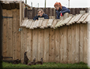 Summer and her boys Smartie, Yorkie and Twix, the Asian Short-Clawed Otters, think it is feeding time!