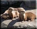 Otters