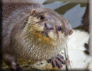 Otter