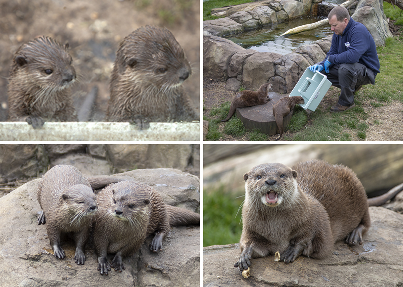 Summer and Twix new otter enclosure