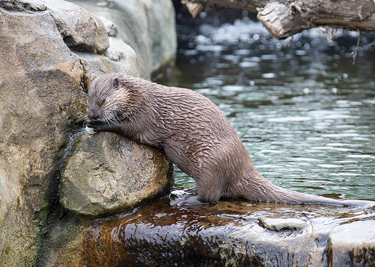 Otter Enclosure